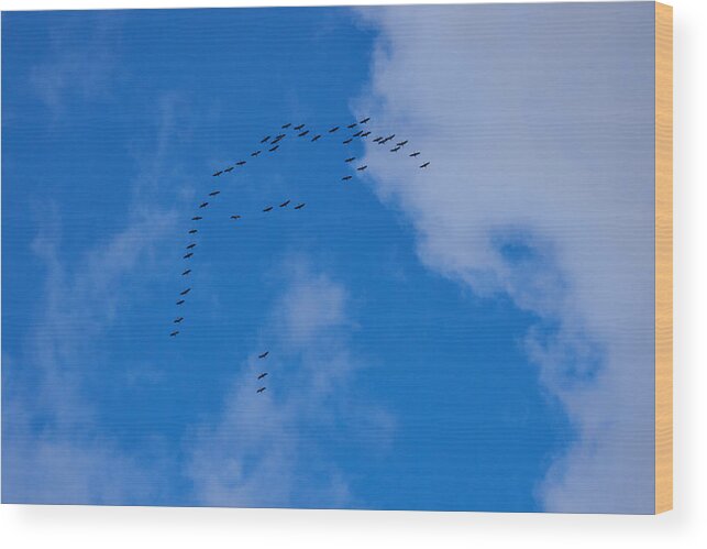 Finland Wood Print featuring the photograph Cranes by Jouko Lehto