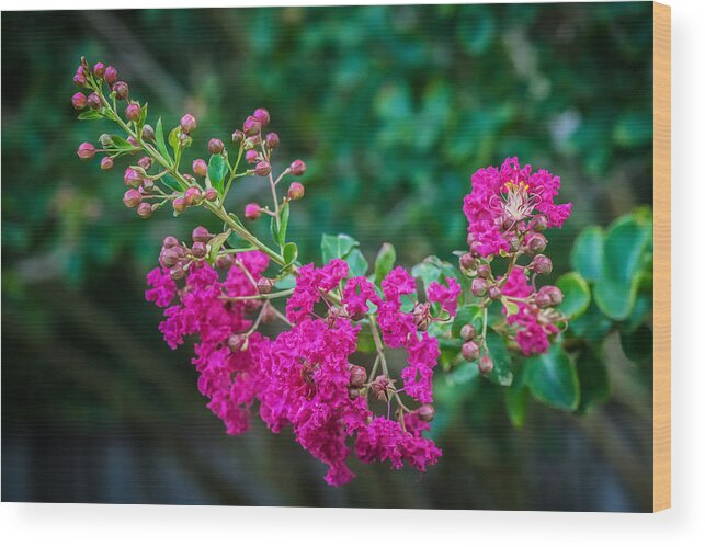 Crape Myrtle Wood Print featuring the photograph Crape Myrtles Tree Lagerstroemia Painted by Rich Franco