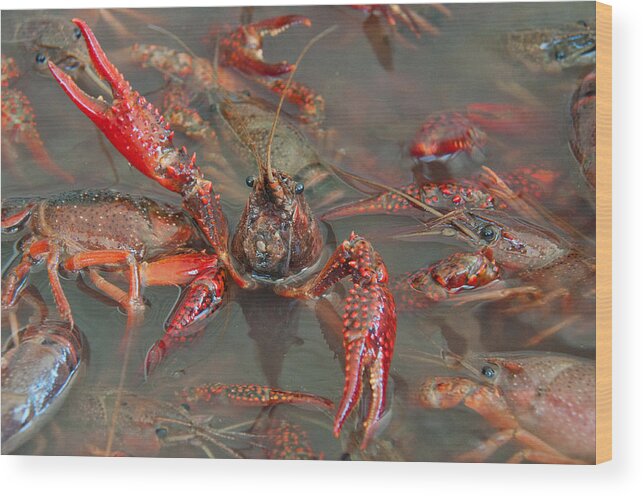 Texas Wood Print featuring the photograph Crawfish Boil Galveston Style by John Black