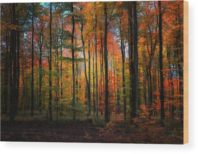 Forest Wood Print featuring the photograph Crayons de couleur by Philippe Sainte-Laudy