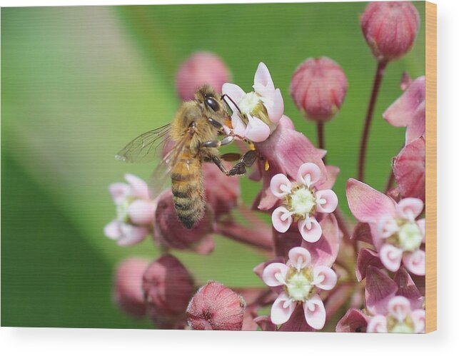 Honeybee Wood Print featuring the photograph Crazy for Milkweed by Lucinda VanVleck