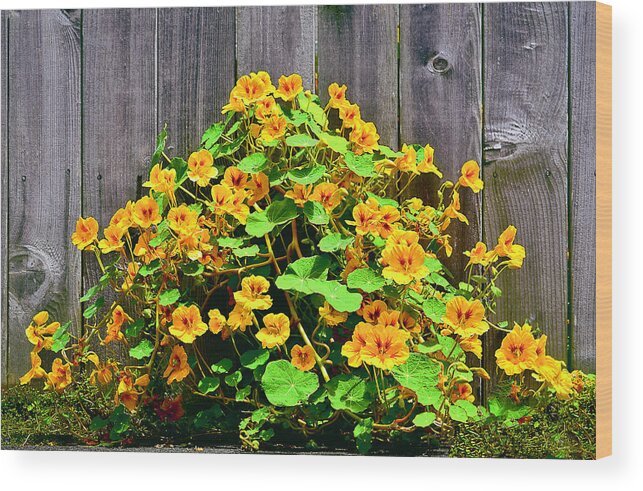 Hibiscus Wood Print featuring the photograph Creeping Hibiscus by Jon Exley