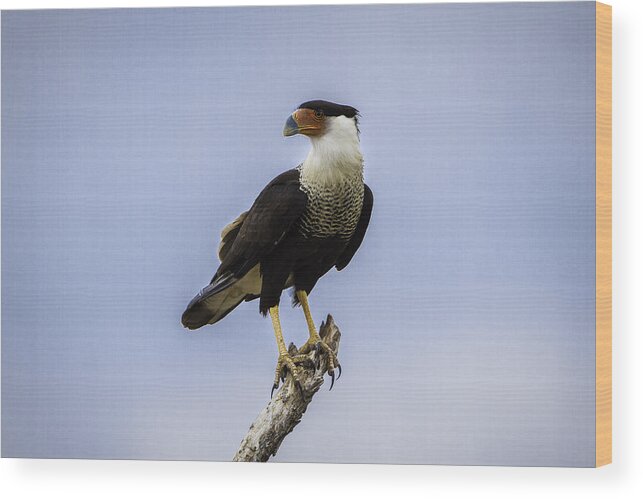 Bird Wood Print featuring the photograph Crested Caracara by Donald Brown