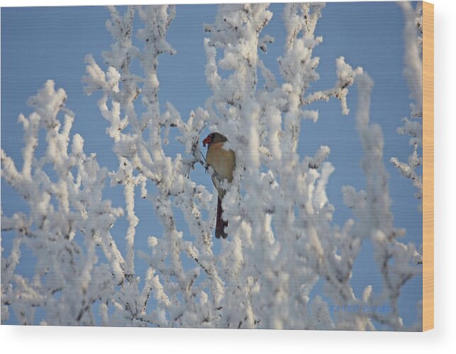 Hoarfrost Photo Wood Print featuring the photograph Crisp winter morning by Kimber Butler