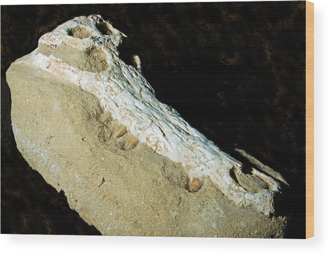 Nature Wood Print featuring the photograph Crocodile Skull Fossil by Millard H. Sharp