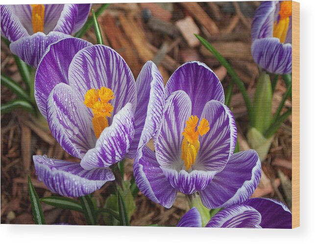 Anther Wood Print featuring the photograph Crocus Giant Pickwick by Bonnie Sue Rauch