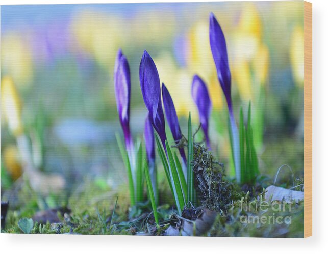 Bokeh Wood Print featuring the photograph Crocus by Hannes Cmarits