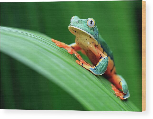 Animal Themes Wood Print featuring the photograph Cruziohyla Calcarifer by Mlorenzphotography