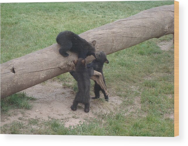 Bear Cubs Wood Print featuring the photograph Cubs at Play by Susan Woodward