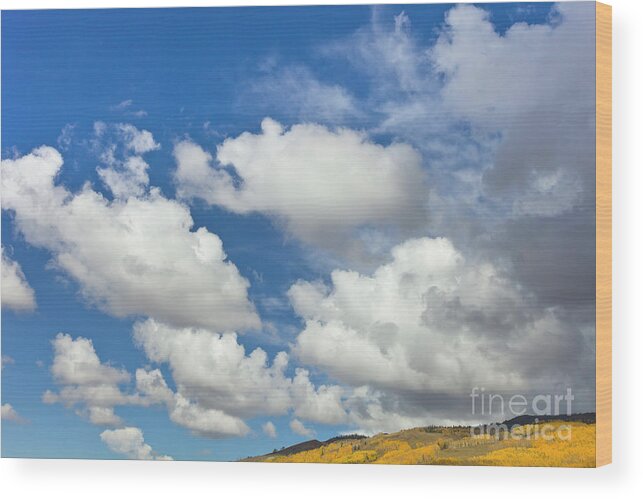 00559138 Wood Print featuring the photograph Cumulus Clouds And Aspens by Yva Momatiuk John Eastcott