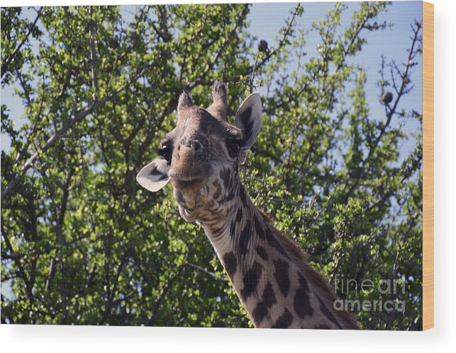 Massai Mara Wood Print featuring the photograph Curious Giraffe by AnneKarin Glass