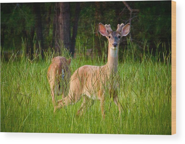 Deer Wood Print featuring the digital art Curious by Linda Unger