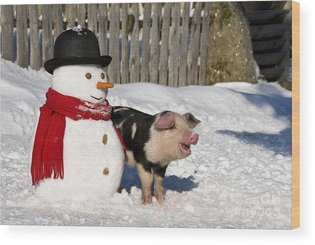 Piglet Wood Print featuring the photograph Curious Piglet And Snowman by Jean-Louis Klein and Marie-Luce Hubert