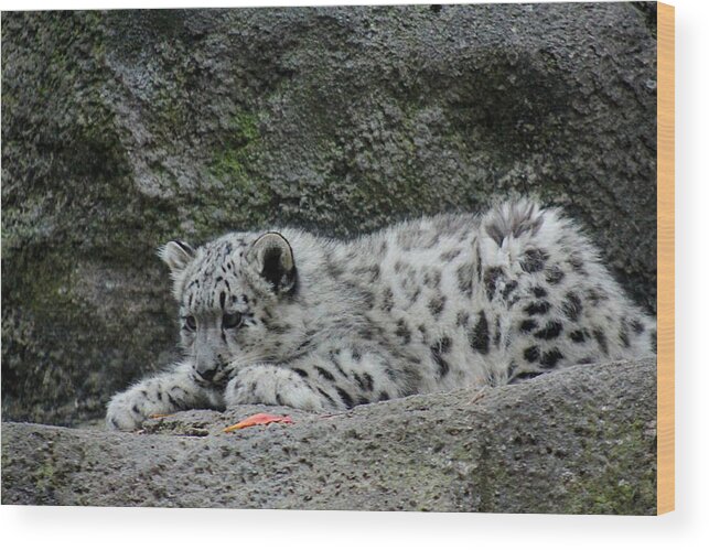 Surprise Wood Print featuring the photograph Curious Snow Leopard Cub by Ramabhadran Thirupattur