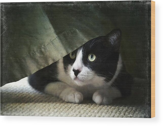 Cat Wood Print featuring the photograph Curtain Call by Fraida Gutovich