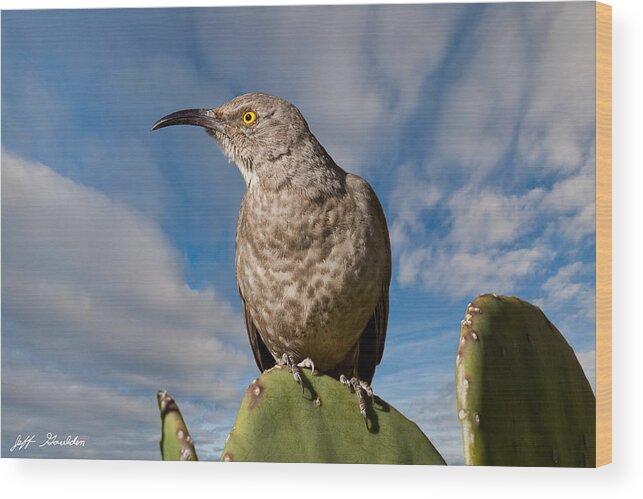 Animal Wood Print featuring the photograph Curve-Billed Thrasher on a Prickly Pear Cactus by Jeff Goulden