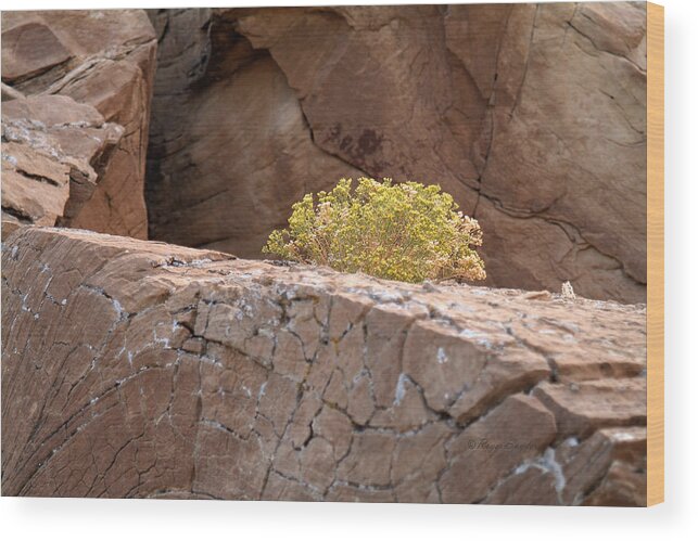 Beautiful Wood Print featuring the photograph Curved Rocks and Bush by Roger Snyder