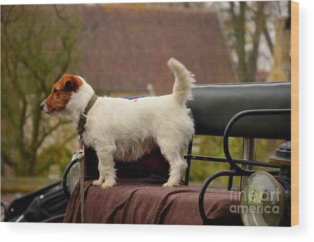 Dog Wood Print featuring the photograph Cute dog on carriage seat Bruges Belgium by Imran Ahmed