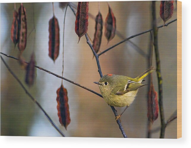 Male Wood Print featuring the photograph Cuteness by Gary Holmes