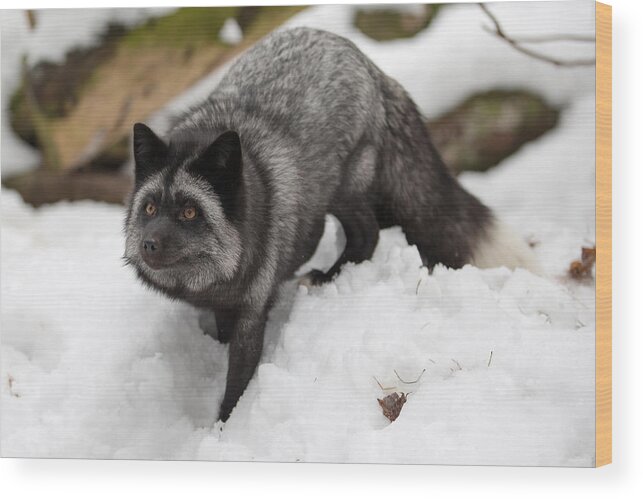 Red Fox Wood Print featuring the photograph Cutie by David Barker