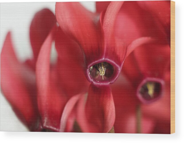 Floral Wood Print featuring the photograph Cyclamen by David and Carol Kelly