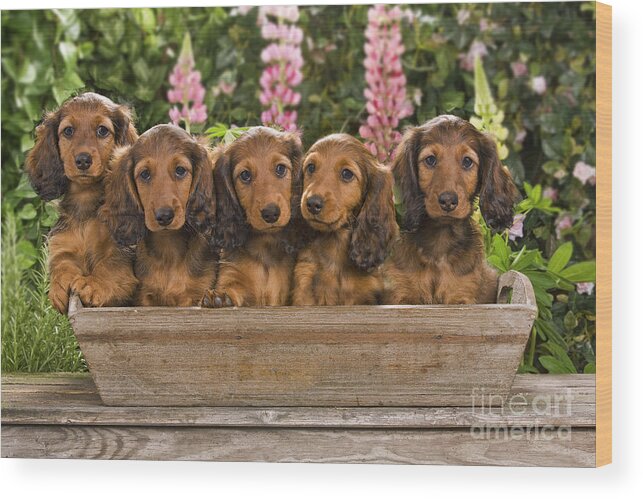 Dachshund Wood Print featuring the photograph Dachshunds In A Flowerpot by Jean-Michel Labat