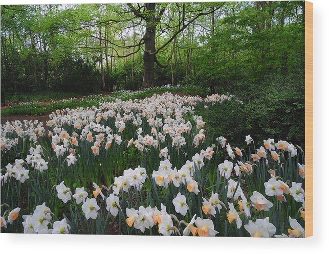 Jenny Rainbow Fine Art Photography Wood Print featuring the photograph Daffodils Display. Keukenhof Botanical Garden. Netherlands by Jenny Rainbow