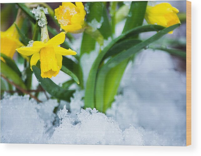 Spring Wood Print featuring the photograph Daffodils in the Snow by Parker Cunningham