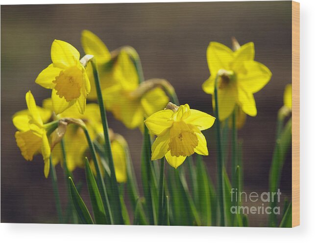 Daffodils Wood Print featuring the photograph Daffodils by Sharon Talson