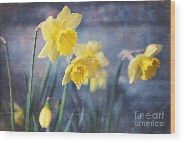 Daffodils Wood Print featuring the photograph Daffodils by Sylvia Cook