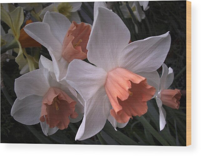 Flower Wood Print featuring the photograph Daffodils with Coral Center by Nancy Griswold