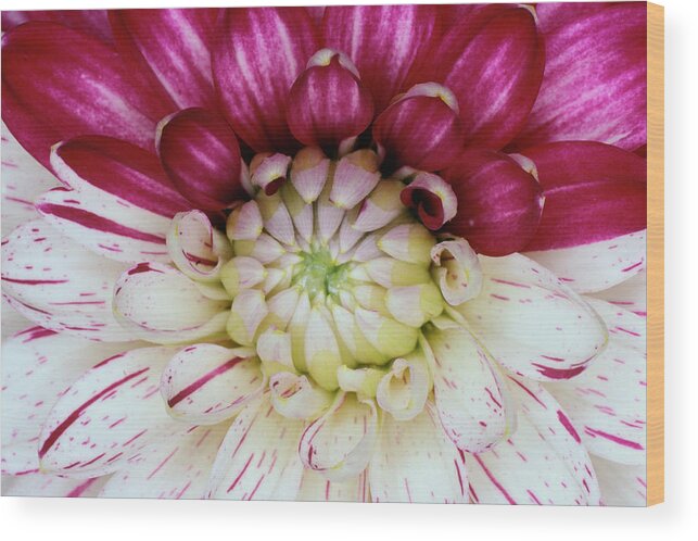 Garden Dahlia Wood Print featuring the photograph Dahlia Flower With Broken Colour by Dr Jeremy Burgess/science Photo Library
