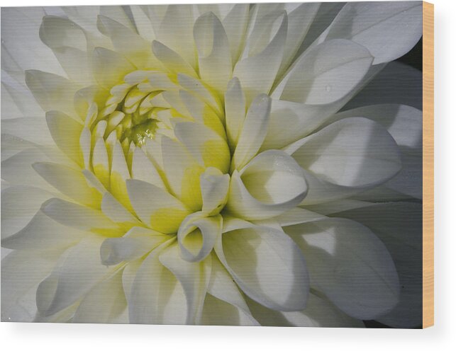 Dahlia Wood Print featuring the photograph Dahlia Glow by Kathy Paynter