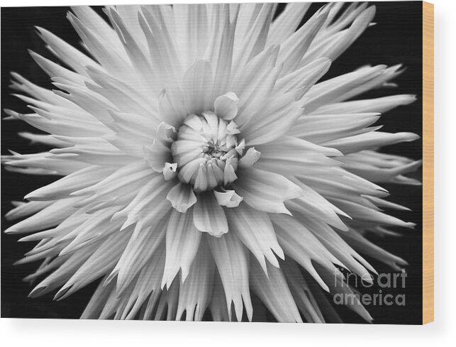 Dahlia Wood Print featuring the photograph Dahlia White Lace by Tim Gainey
