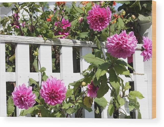 Dahlia Wood Print featuring the photograph Dahlias over the Fence by Carol Groenen