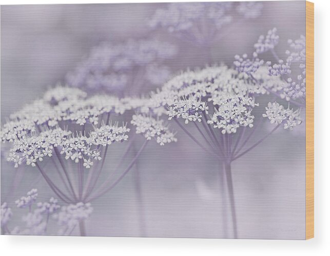 Queen Anne's Lace Wood Print featuring the photograph Dainty White Flowers Lavender by Jennie Marie Schell