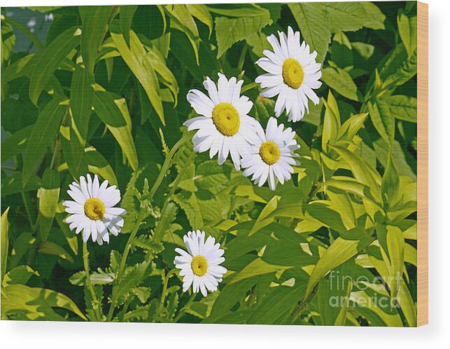 Daisies Wood Print featuring the photograph Daisies in Provincetown by Tom Doud