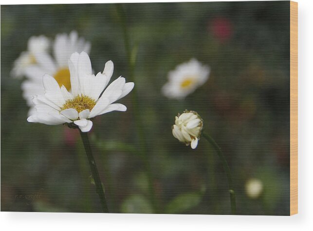 Daisies Wood Print featuring the photograph Smiling Daisies by Yvonne Wright