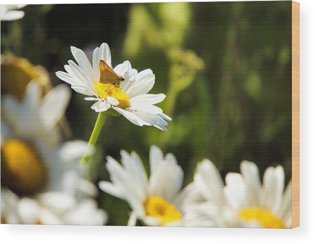 Flower Wood Print featuring the photograph Daisy by Alan Hutchins