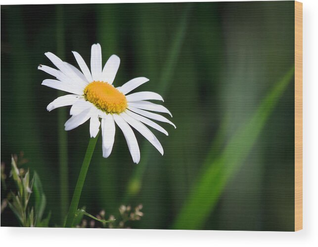 Flower Wood Print featuring the photograph Daisy - Bellis perennis by Bob Orsillo