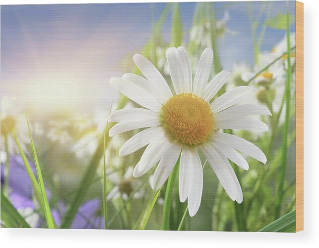 Scenics Wood Print featuring the photograph Daisy Close-up In Sunlight by Pobytov