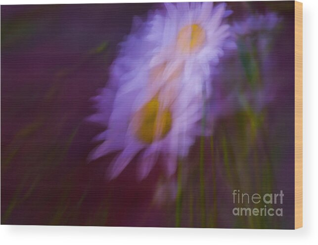 Adria Trail Wood Print featuring the photograph Daisy Dance by Adria Trail