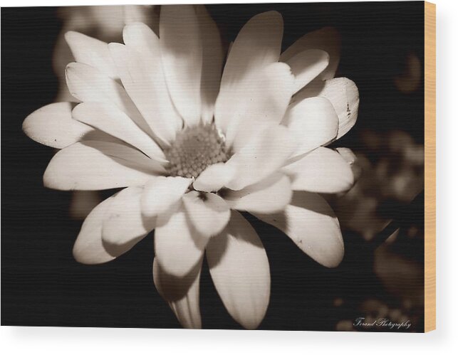 Flower Wood Print featuring the photograph Daisy by Debra Forand