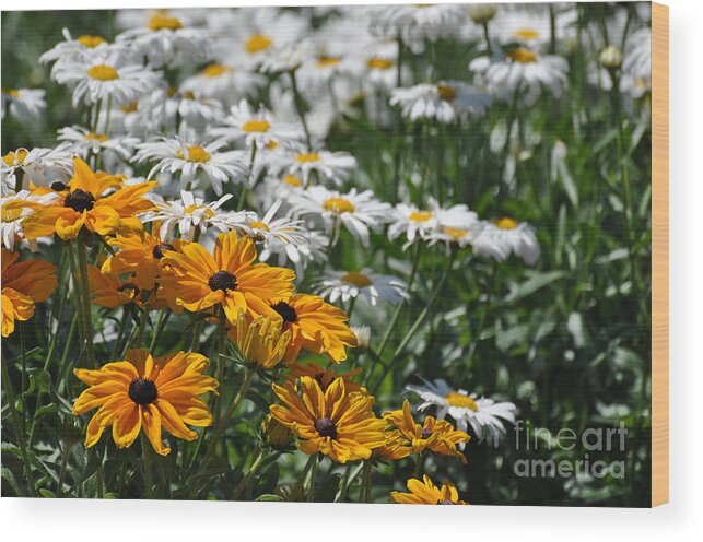 Flora Wood Print featuring the photograph Daisy Fields by Bianca Nadeau