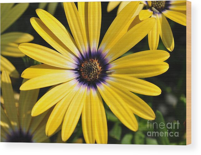 Daisy Wood Print featuring the photograph Daisy by Gwen Gibson