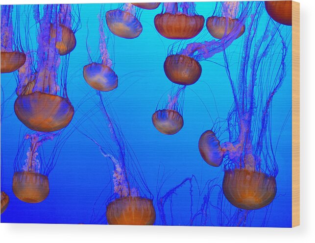 Jellyfish Wood Print featuring the photograph Dance of the Jellyfish by Spencer Hughes