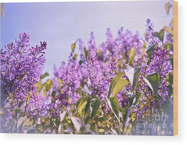 Lilacs Wood Print featuring the photograph Dance of the Lilacs by Colleen Kammerer