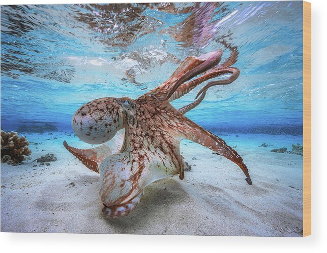 #faatoppicks Wood Print featuring the photograph Dancing Octopus by Barathieu Gabriel