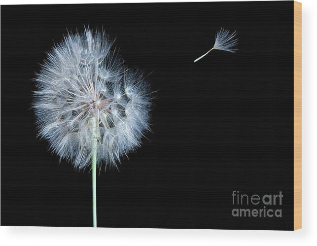 Dandelion Wood Print featuring the digital art Dandelion Dreams by Cindy Singleton