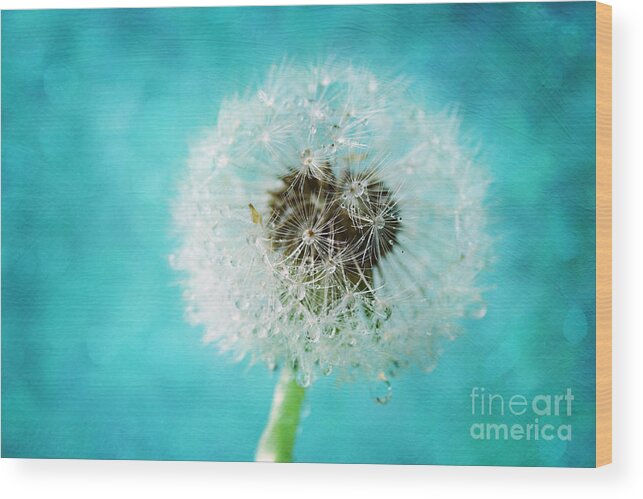 Dandelion Wood Print featuring the photograph Dandelion one by Sylvia Cook